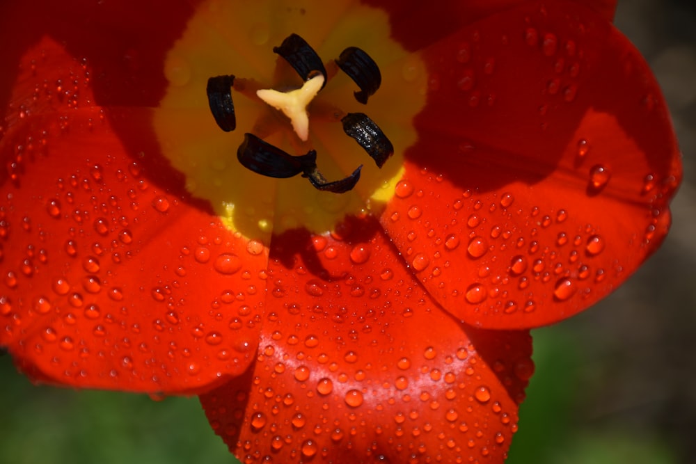 a red and yellow flower with water droplets on it