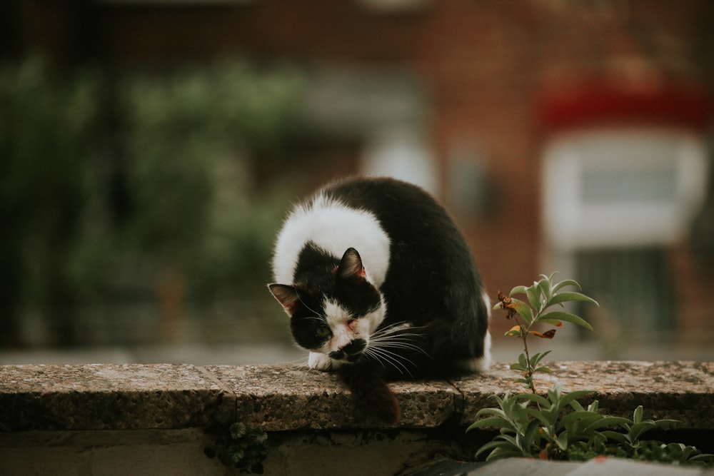 a black and white cat is sitting on a ledge