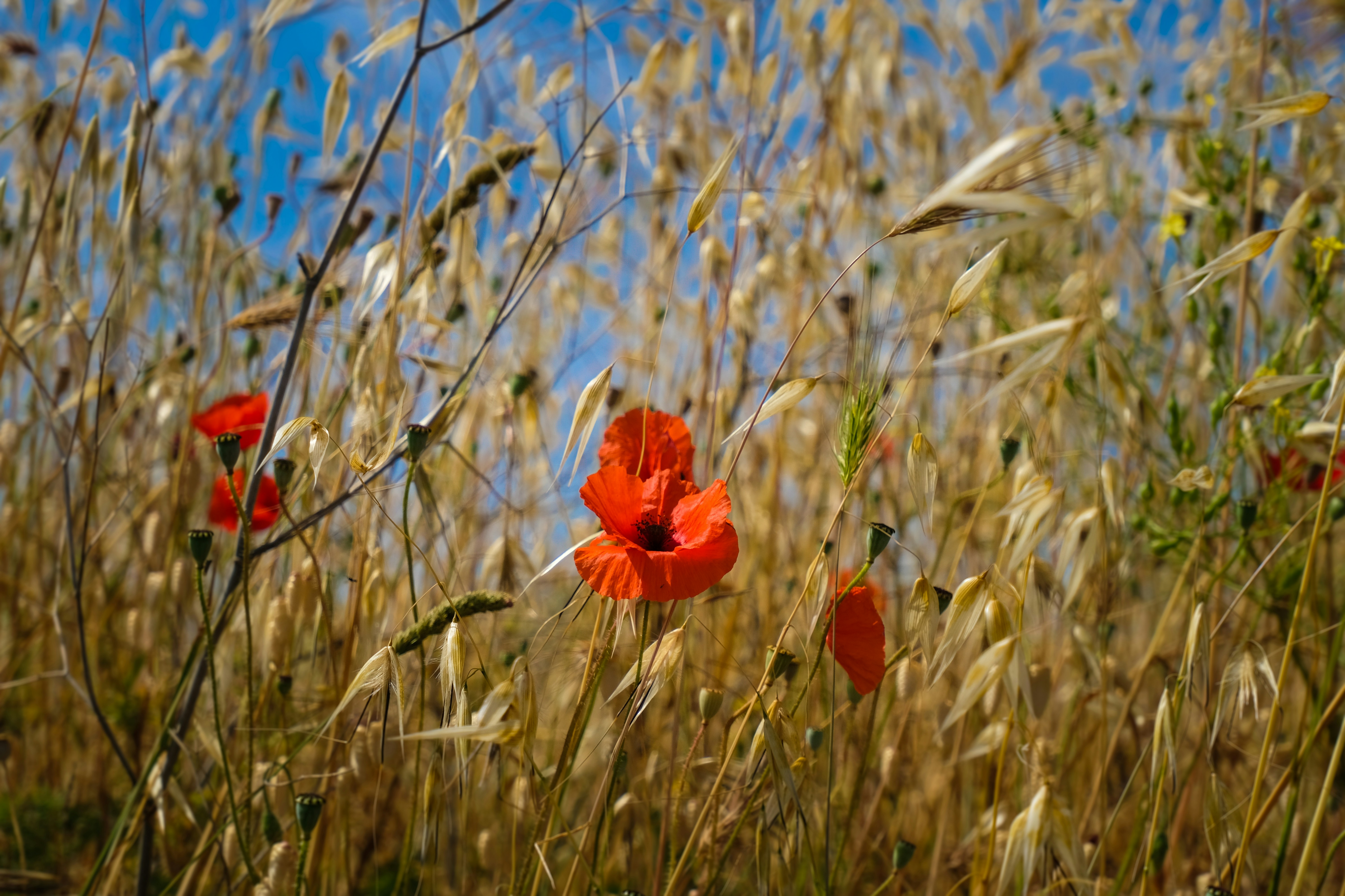 Photo by yogidan2012