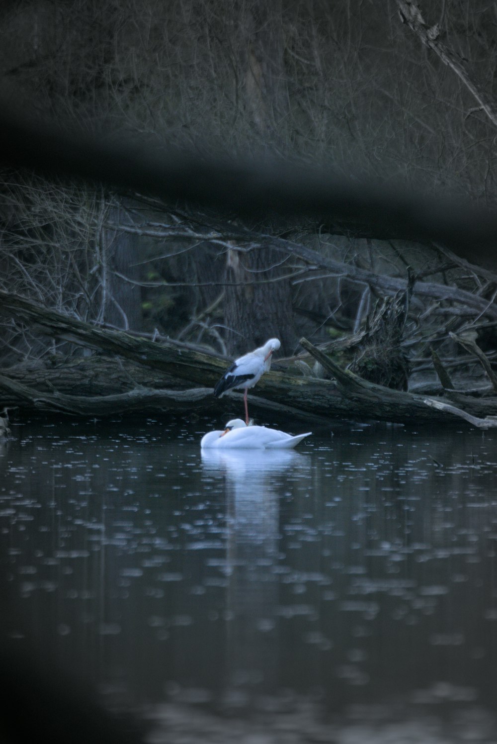 a white bird sitting on top of a body of water