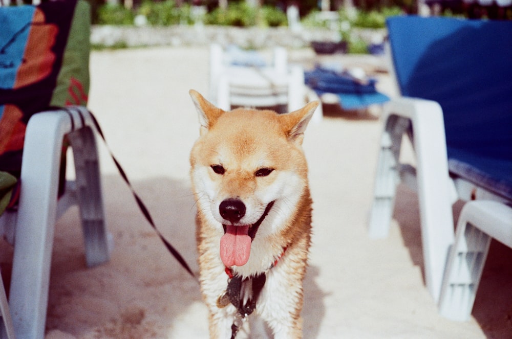 모래 사장 위에 서있는 갈색과 흰색 개