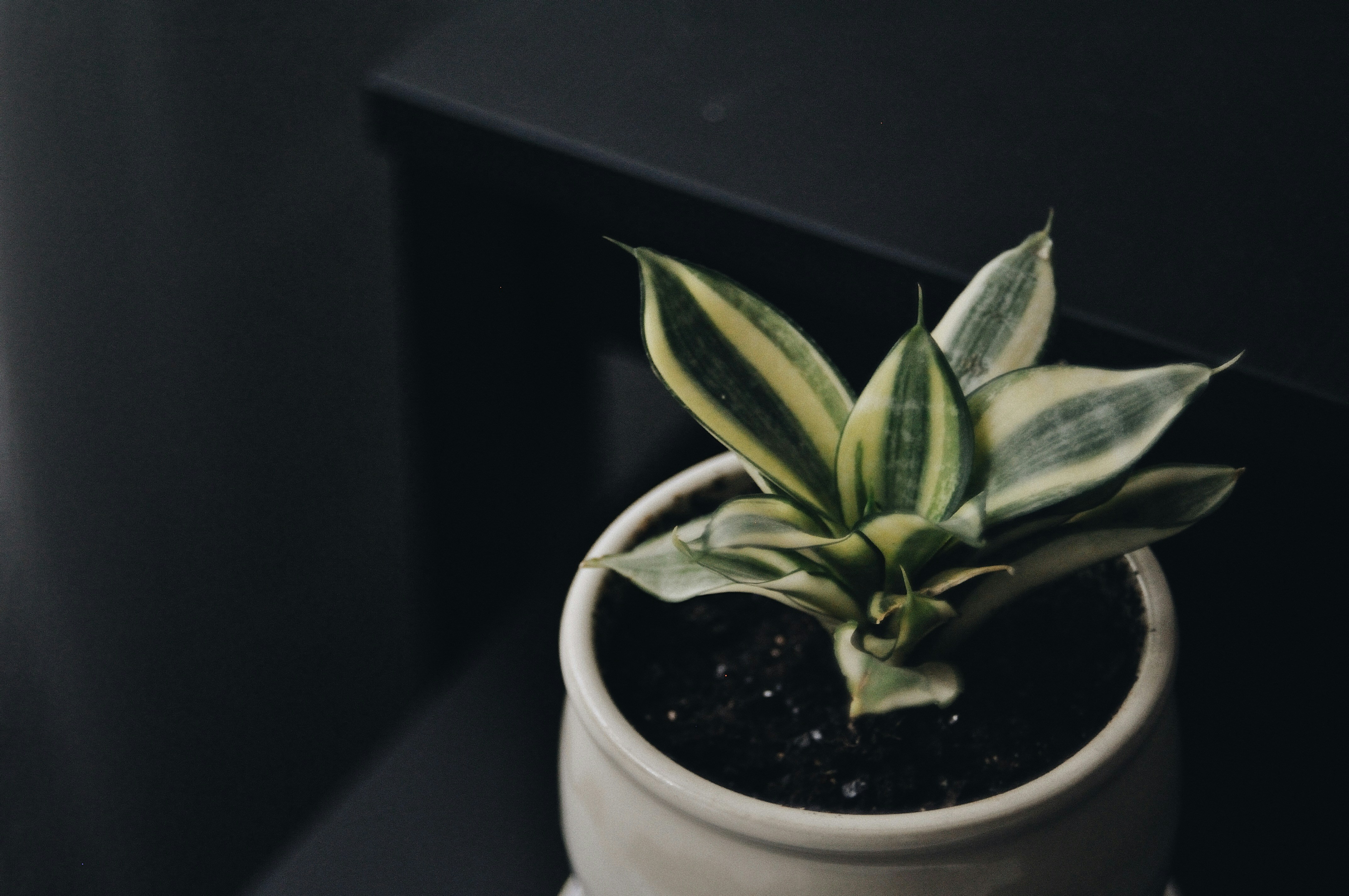 green indoor plants, wallpaper, Indoor Plants: A Guide to Thriving Houseplants 1