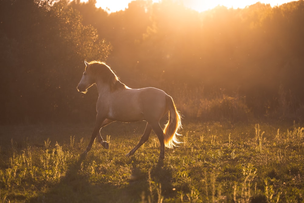 a white horse running through a field at sunset