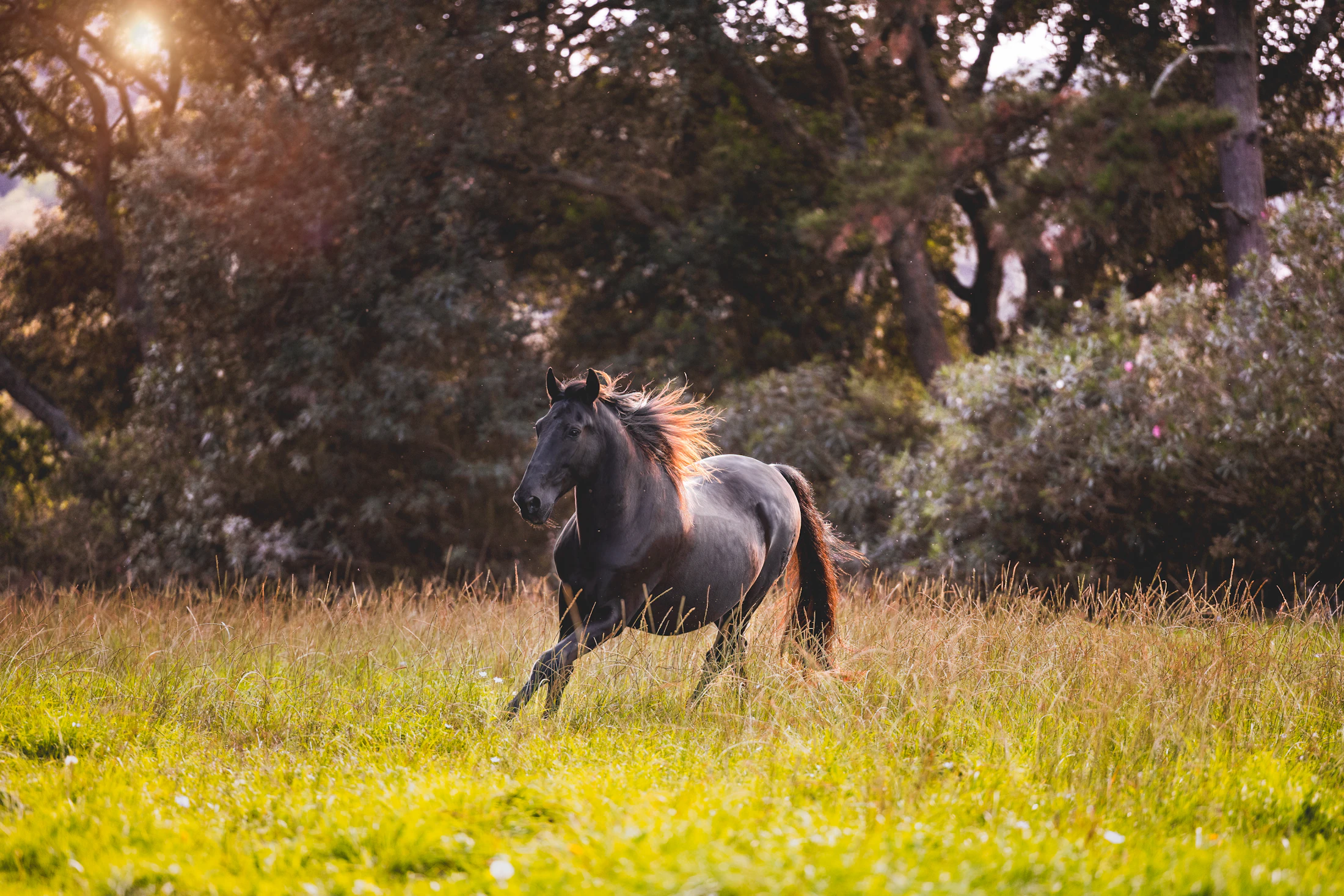 A grey horse running through a meadow in golden light, trees behind