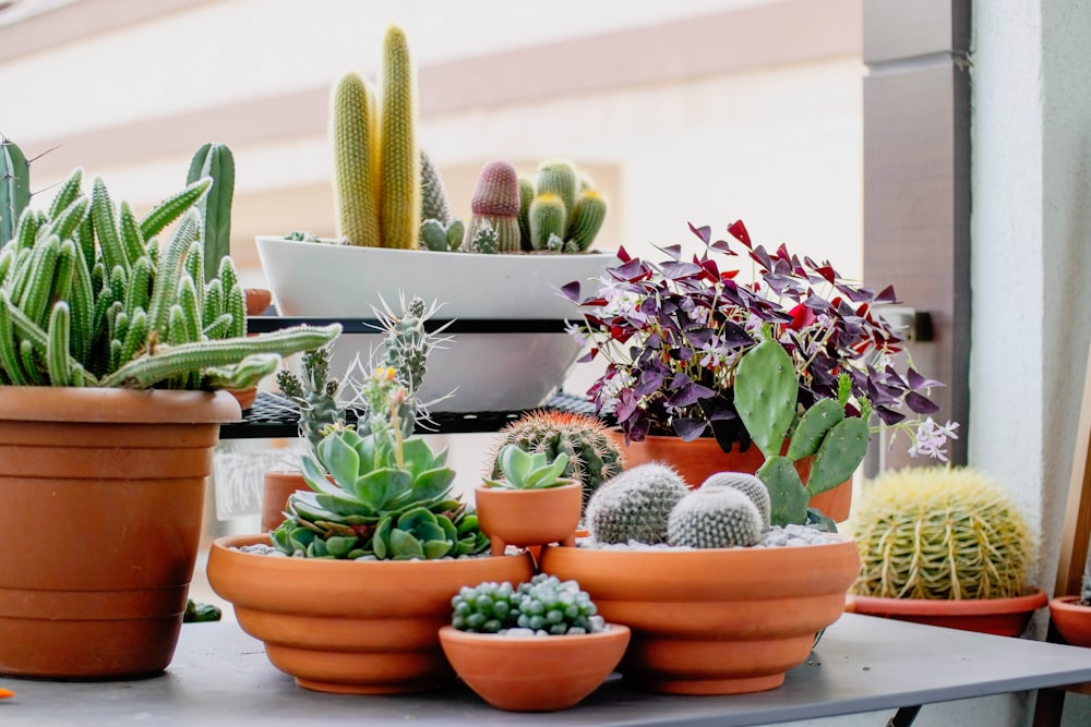 a table topped with lots of potted plants