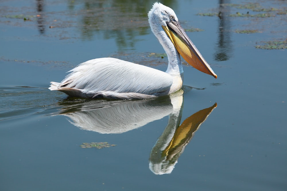 a white pelican floating on top of a body of water