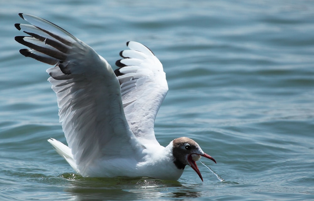 a large white bird with a fish in it's mouth
