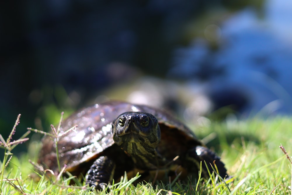 a small turtle is walking through the grass