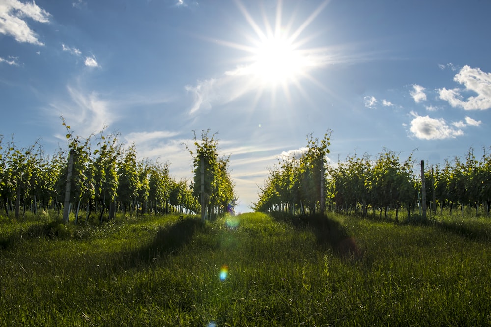 the sun is shining over a field of trees