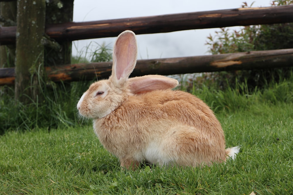 a brown rabbit sitting on top of a lush green field