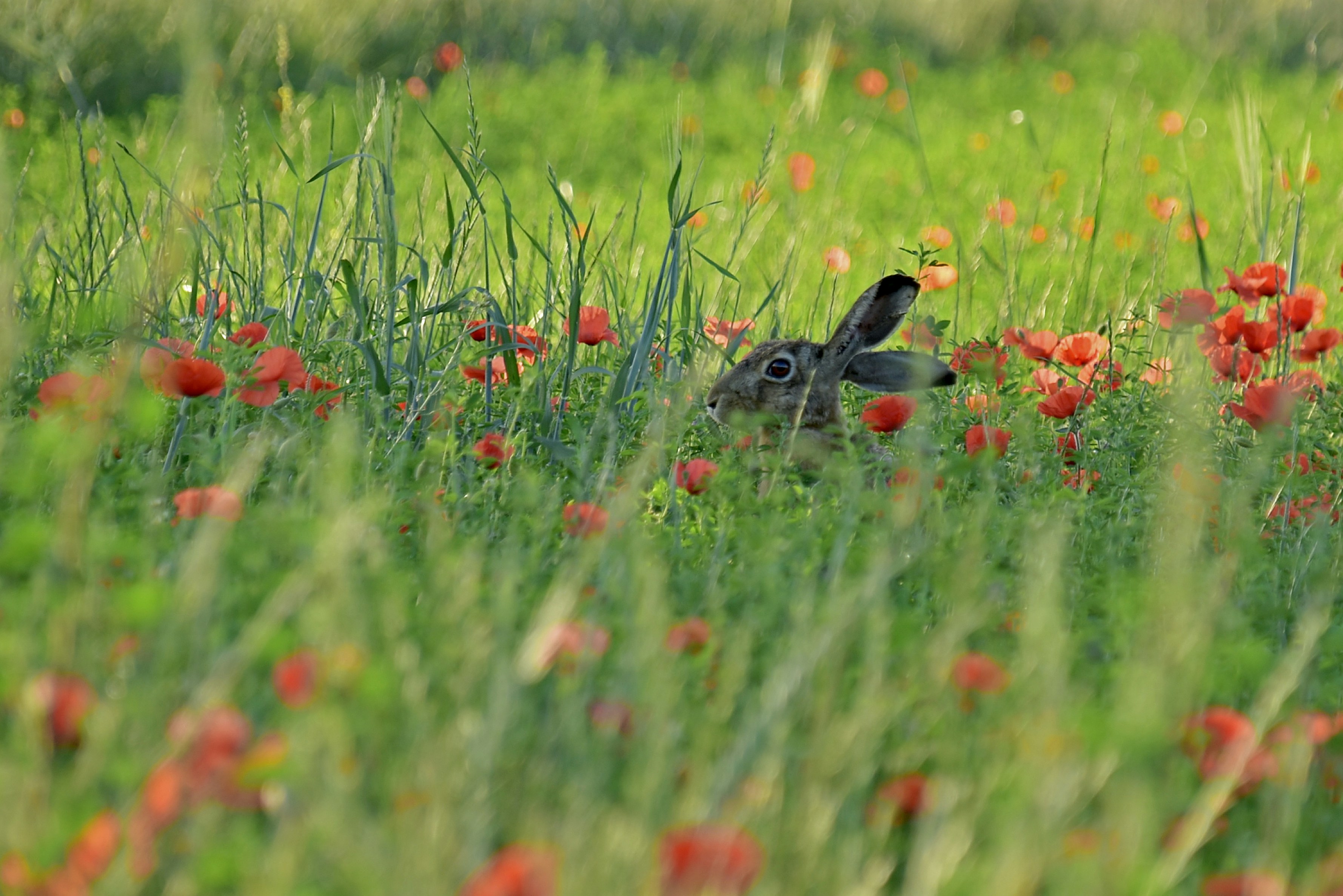 Photo by mariobeducci