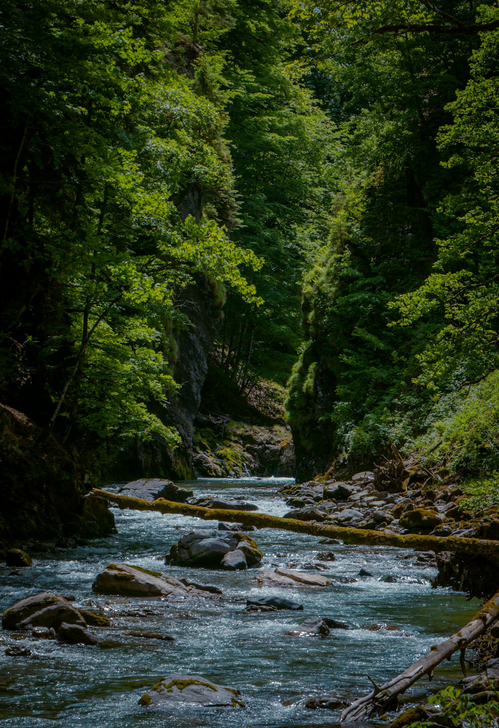 a river running through a lush green forest