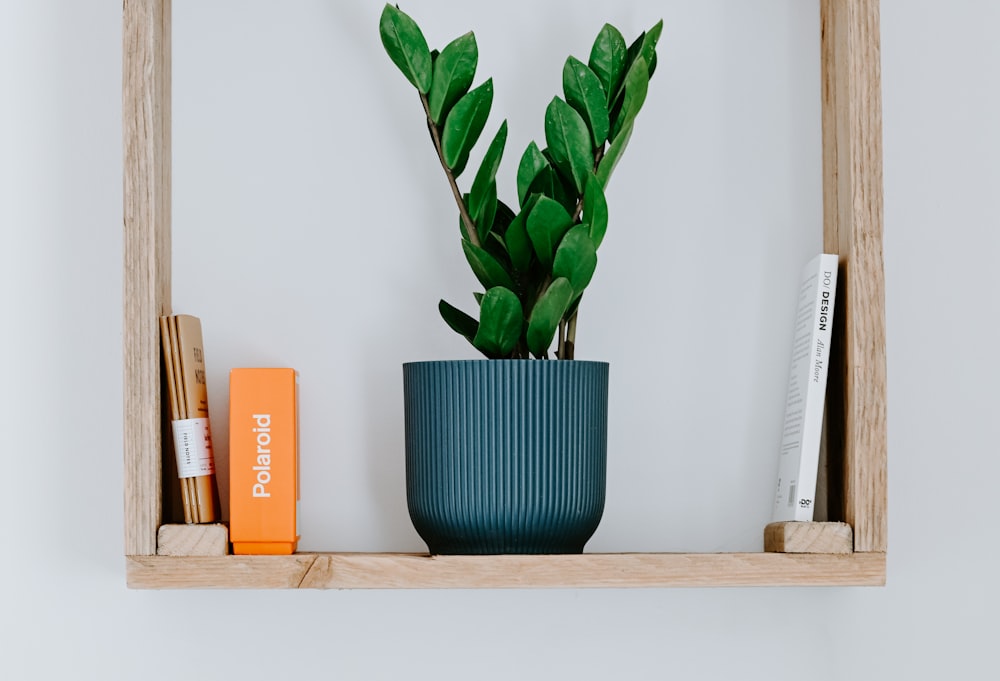 a potted plant sitting on top of a wooden shelf