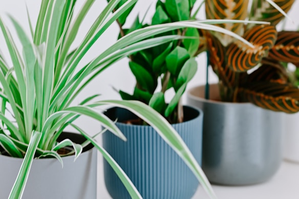 Three potted plants showcasing different leaf patterns and colors are arranged in a line. The first plant features long, narrow green leaves with white stripes, potted in a light-colored container. The middle plant has thick, waxy green leaves in a ribbed blue pot. The third plant displays broader leaves with orange and green patterns, housed in a gray pot.