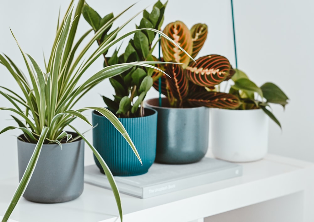 three potted plants are sitting on a shelf