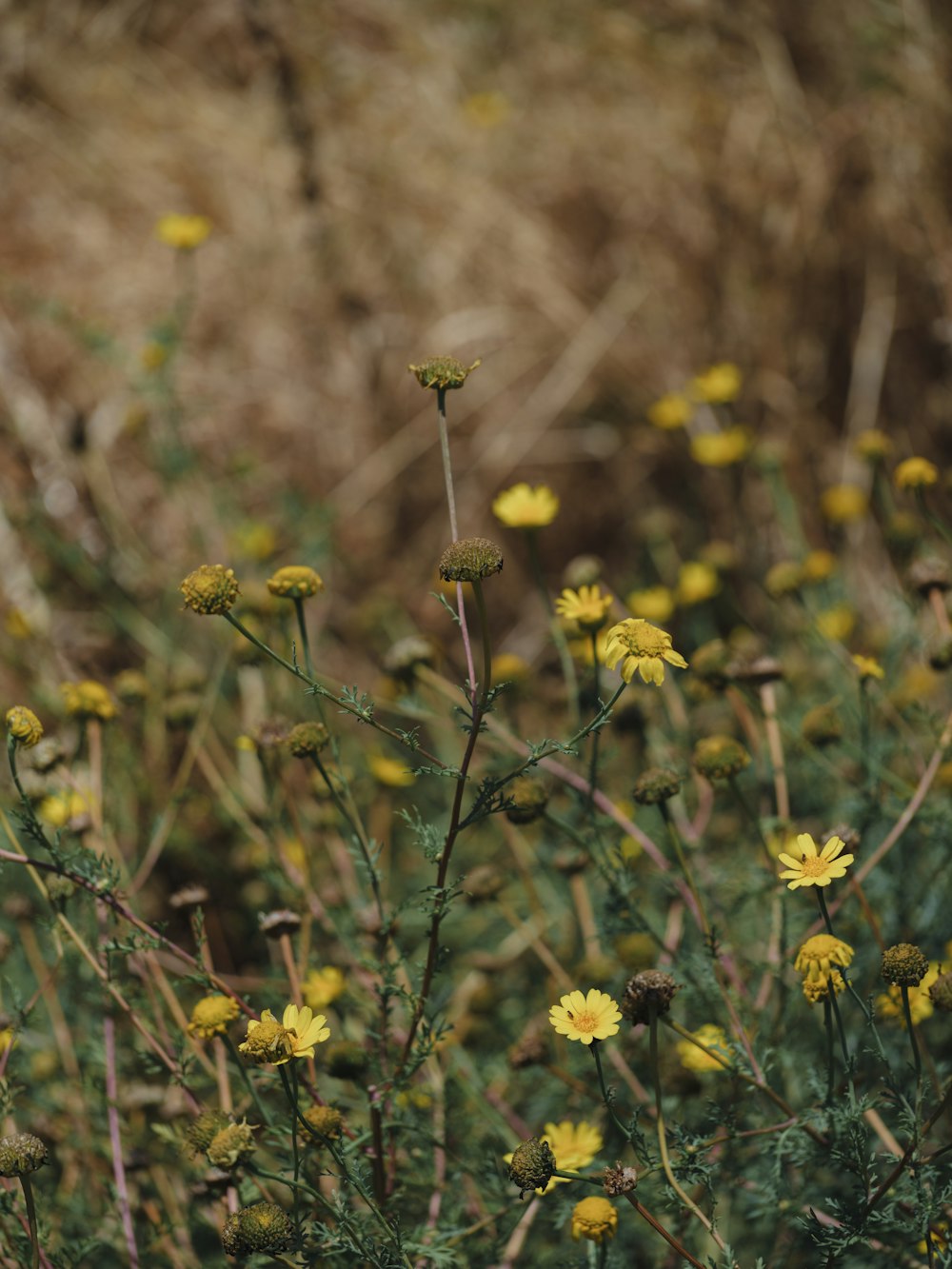 a bunch of yellow flowers in a field