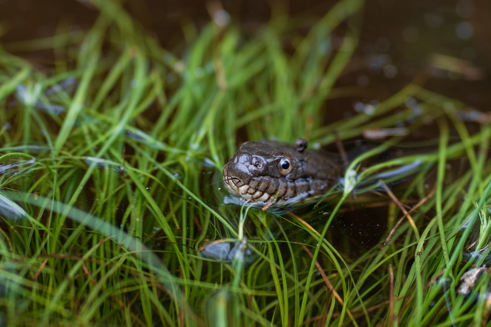 a frog that is sitting in the grass