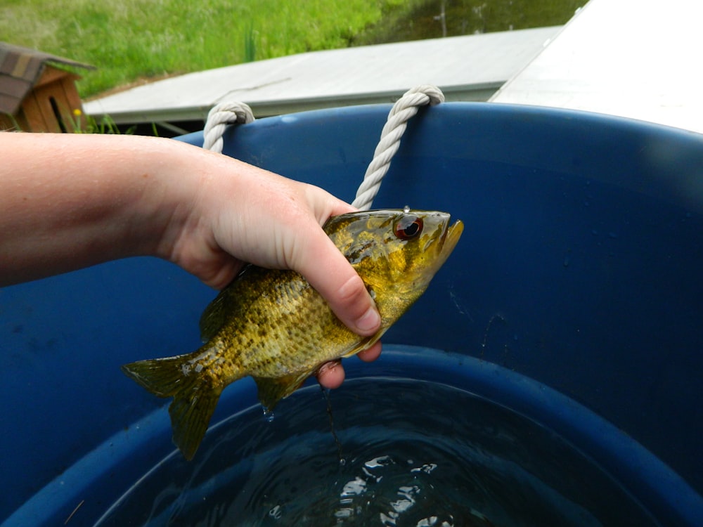 a person holding a fish in a blue bucket