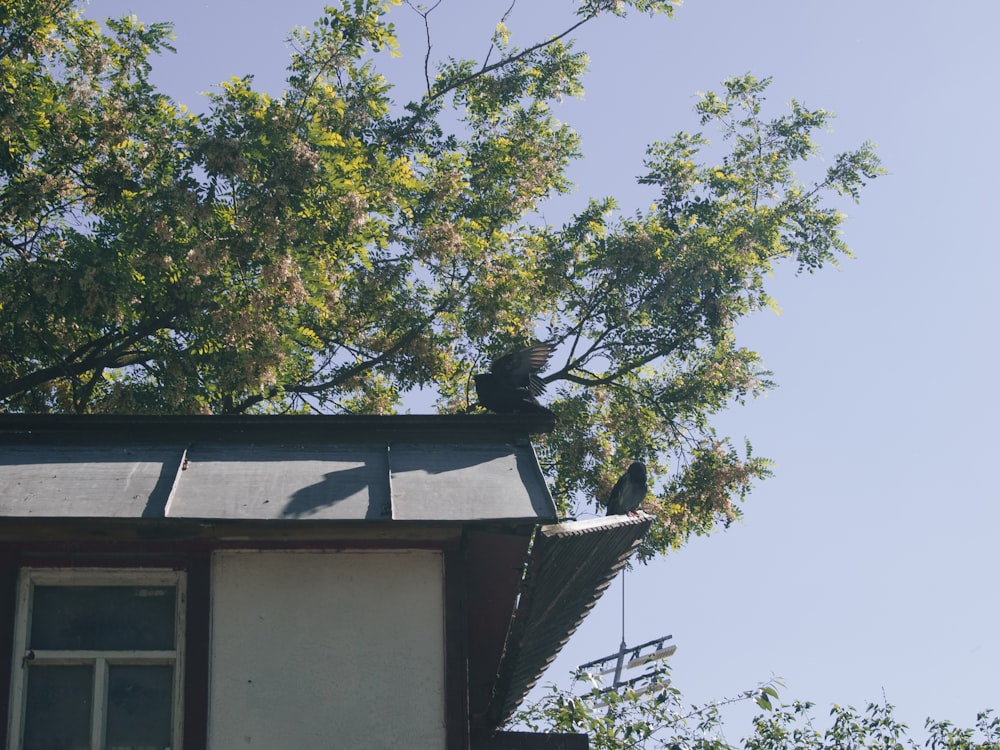 um pássaro sentado em cima de um telhado ao lado de uma árvore