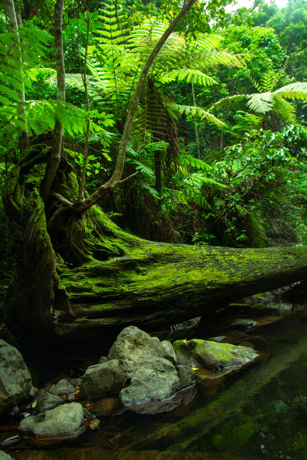 a stream running through a lush green forest