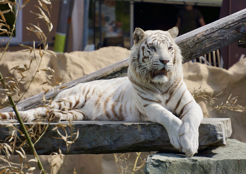 a white tiger laying on top of a wooden log