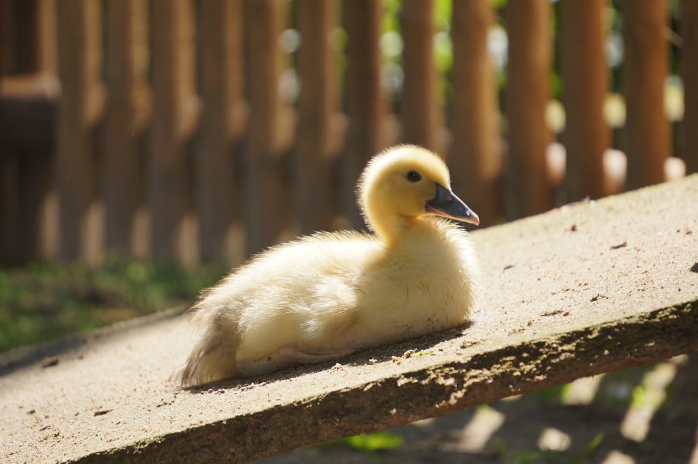 a duckling is sitting on a ledge outside