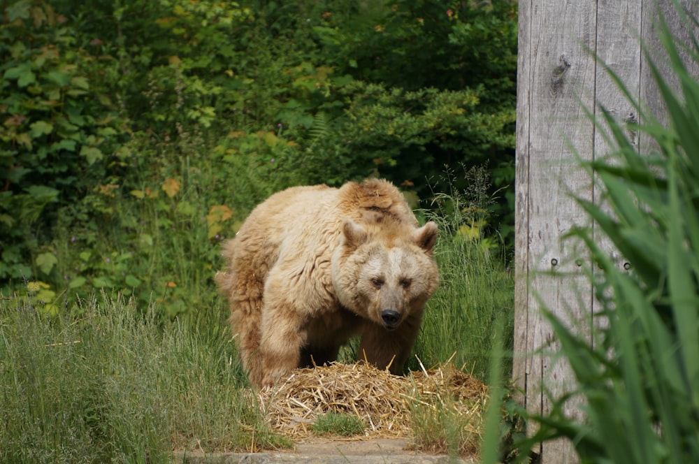 a large brown bear standing next to a pile of hay