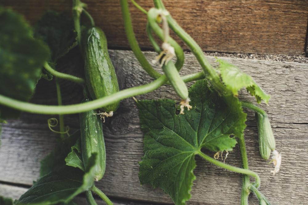 a cucumber on a table