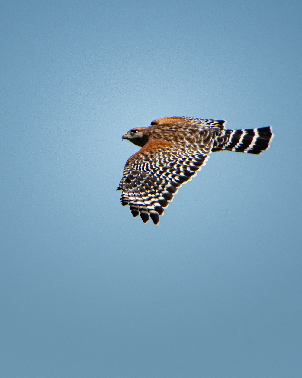 a bird flying in the air with a blue sky in the background