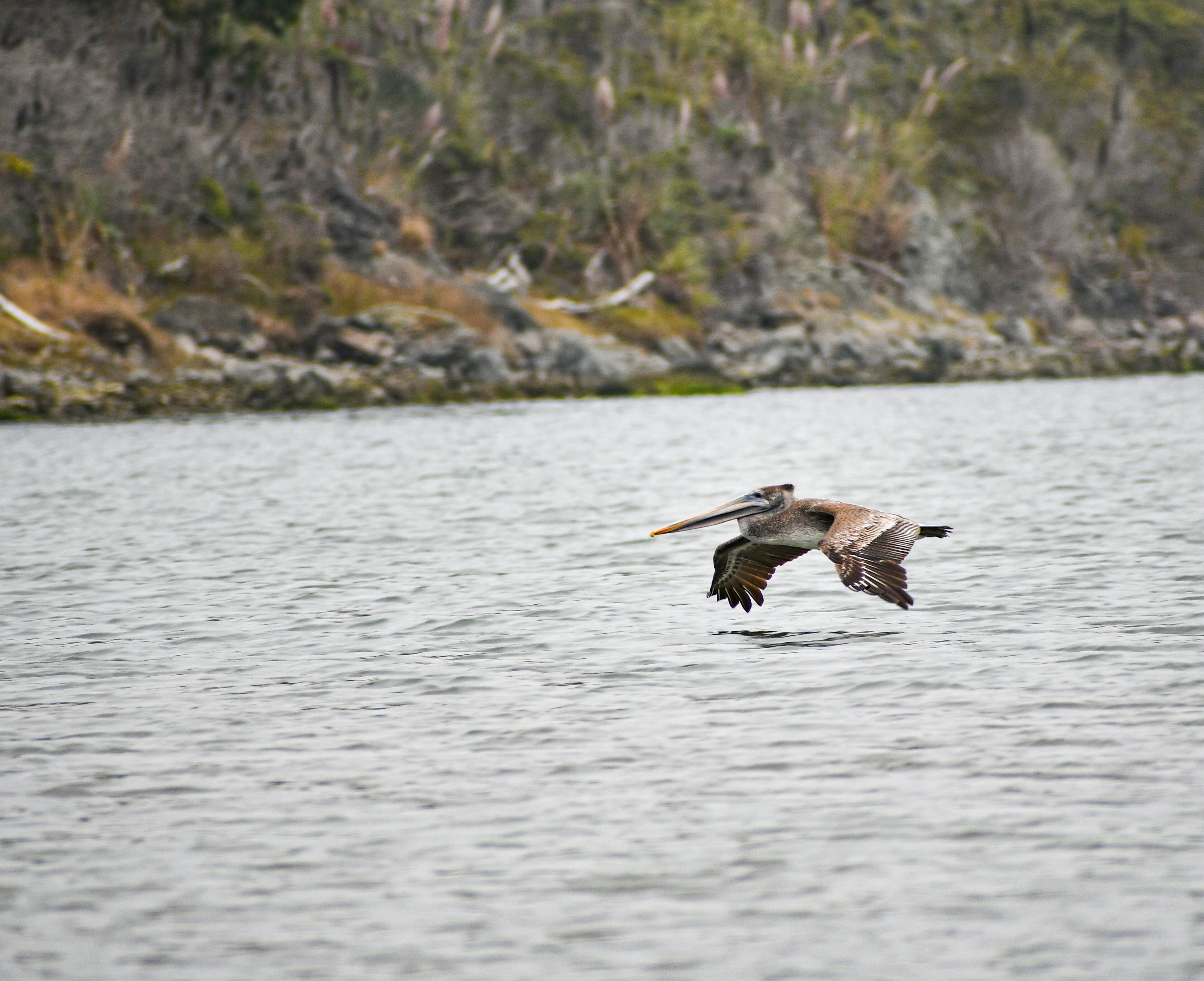 Pelican Waters, Queensland