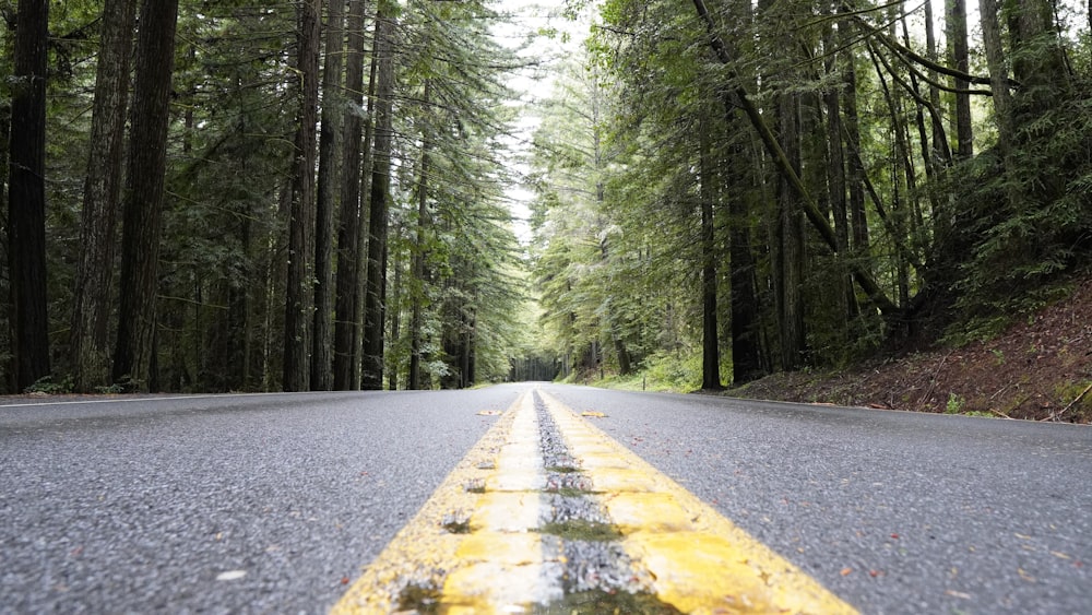 a yellow line on a road in the middle of a forest