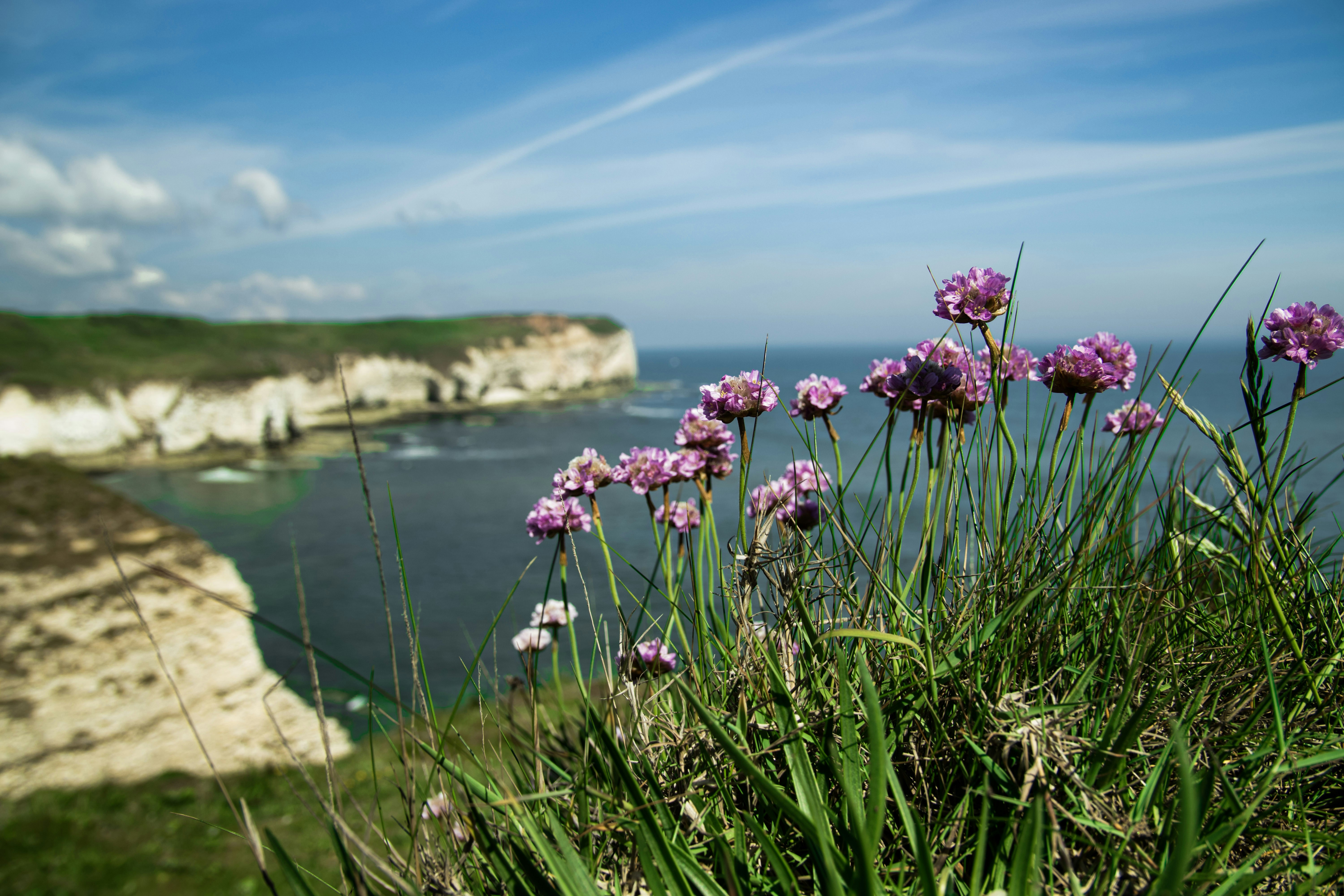 Sea Thrift Bloom — Lizard Peninsula Cornwall England