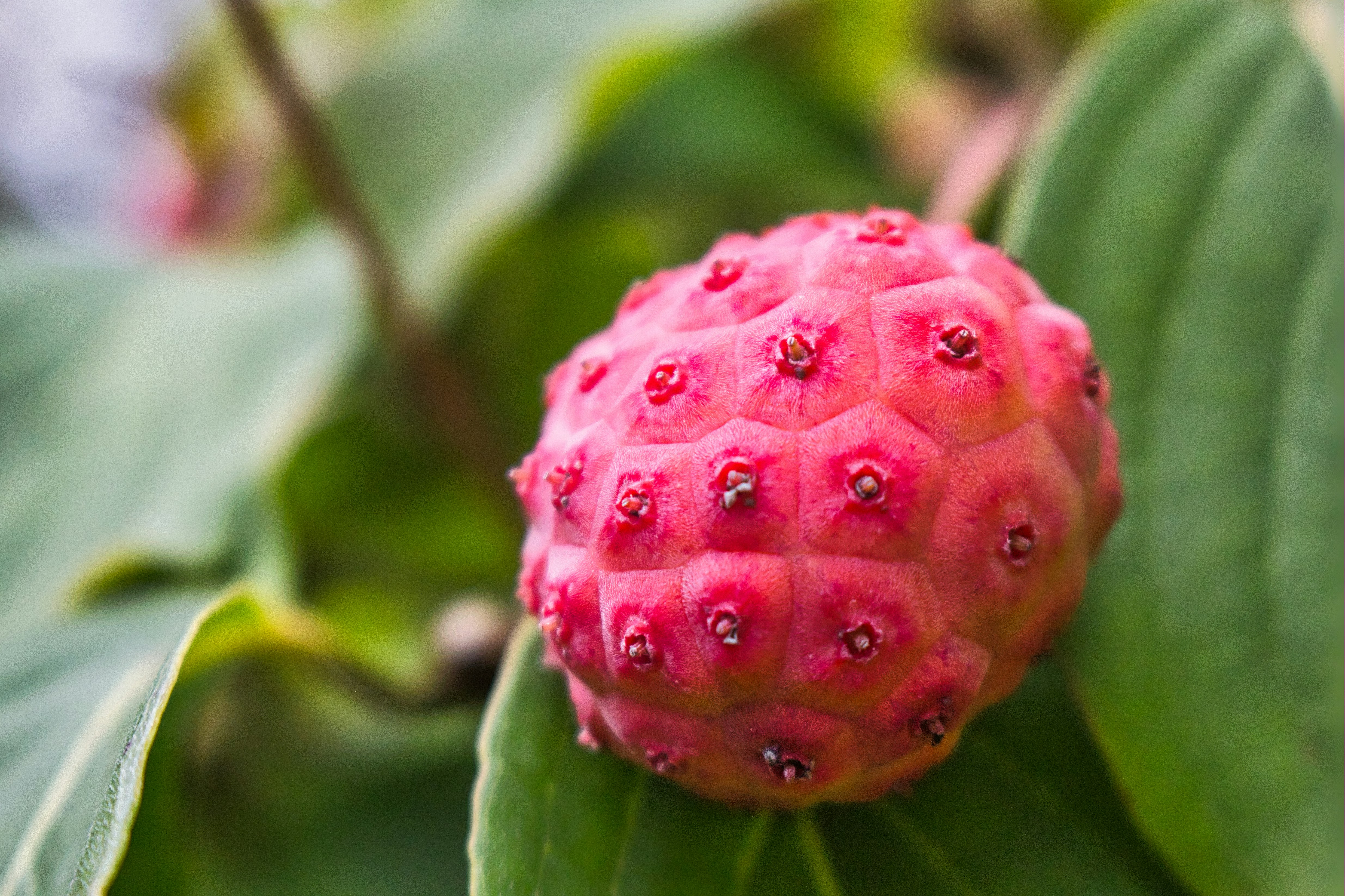 Photo by rogergranquist