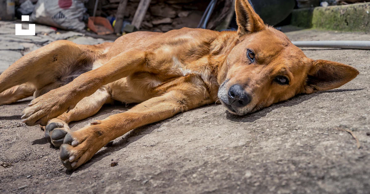 Perro Morting Foto Un perro marrón acostado sobre un suelo de cemento – Imagen Perro ...