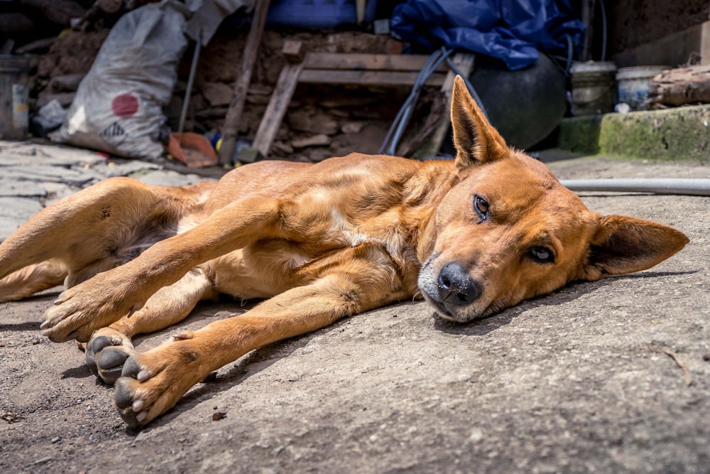 a brown dog laying on top of a cement ground
