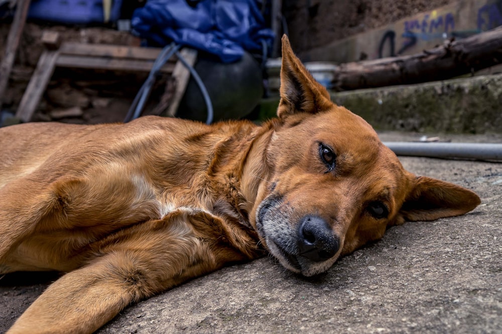 a brown dog laying on top of a cement ground