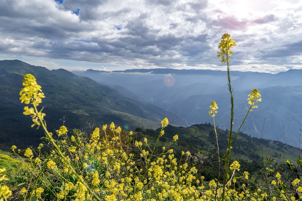 a view of a valley with yellow flowers in the foreground