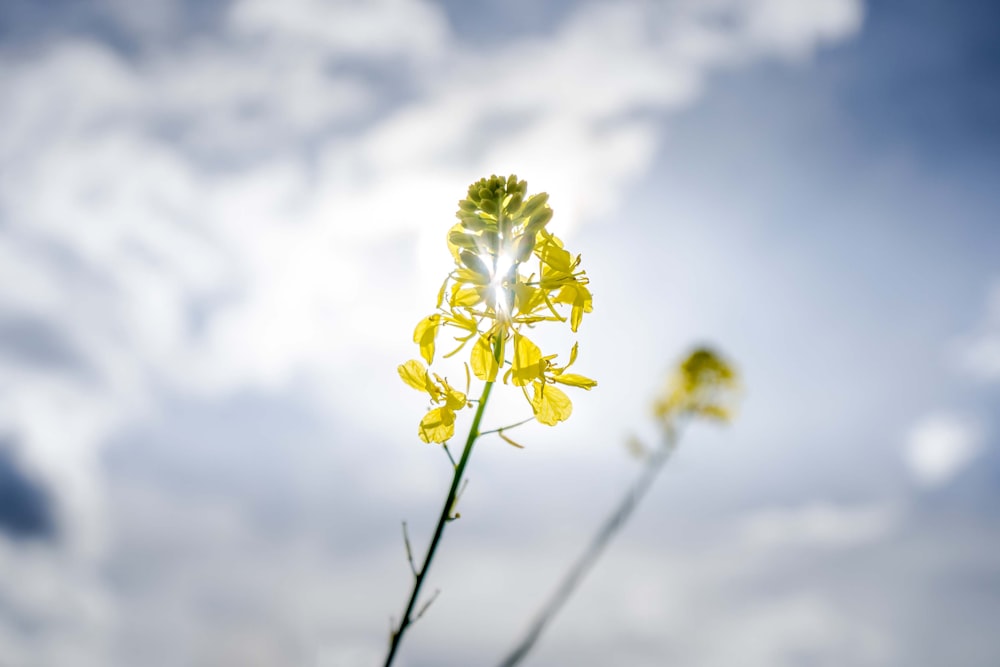 a close up of a yellow flower with a blue sky in the background