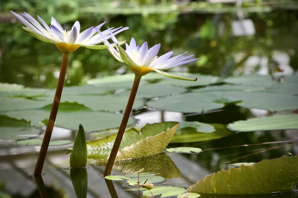 two white water lilies in a pond with lily pads