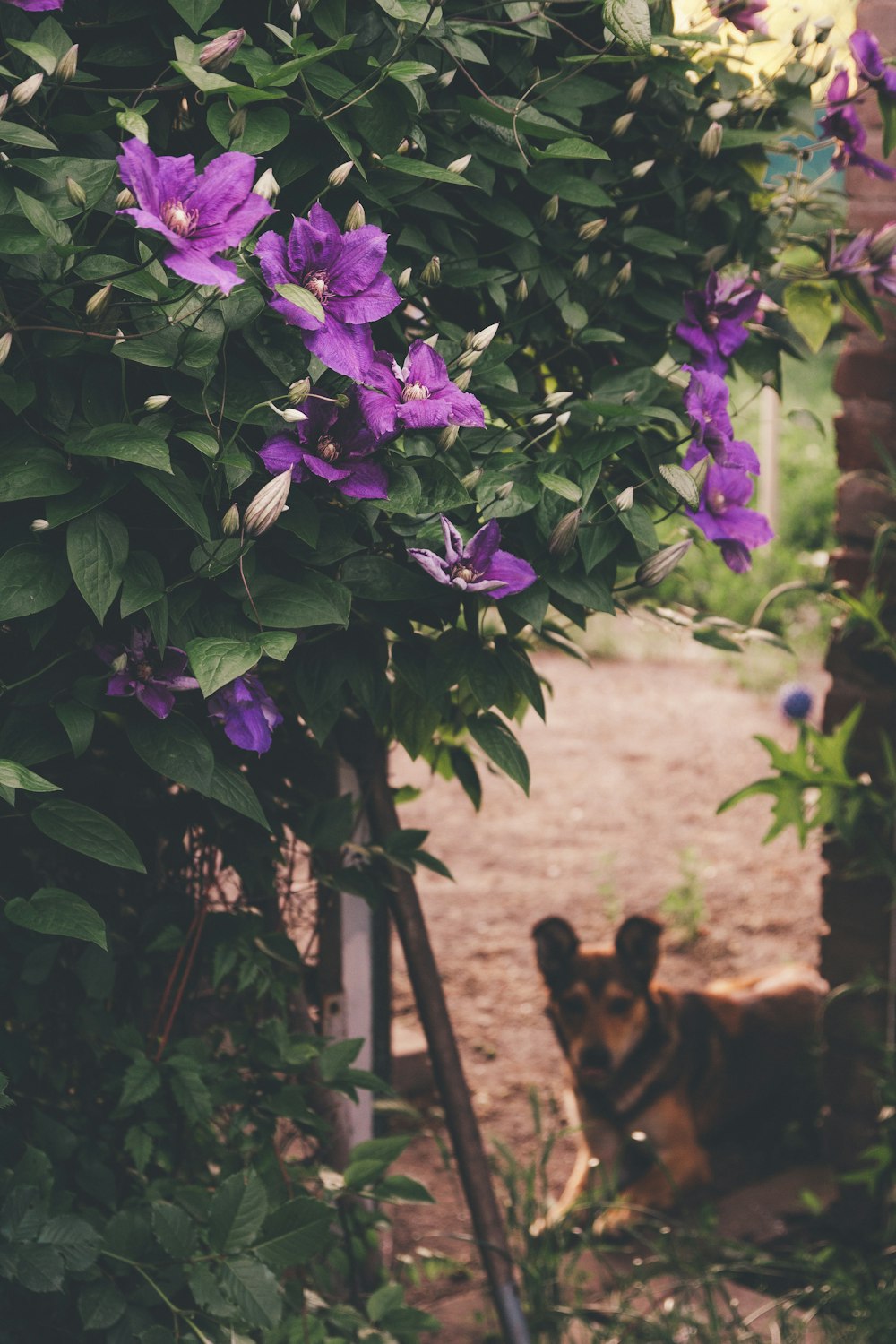 a dog laying in the dirt next to a bush with purple flowers