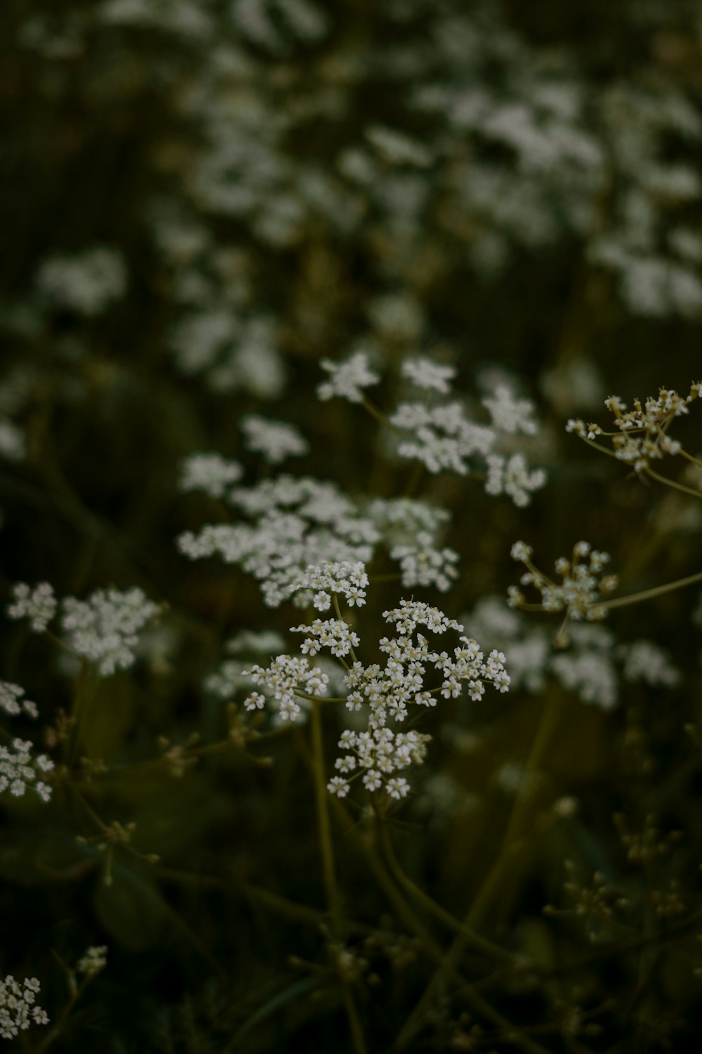 a bunch of white flowers that are in the grass