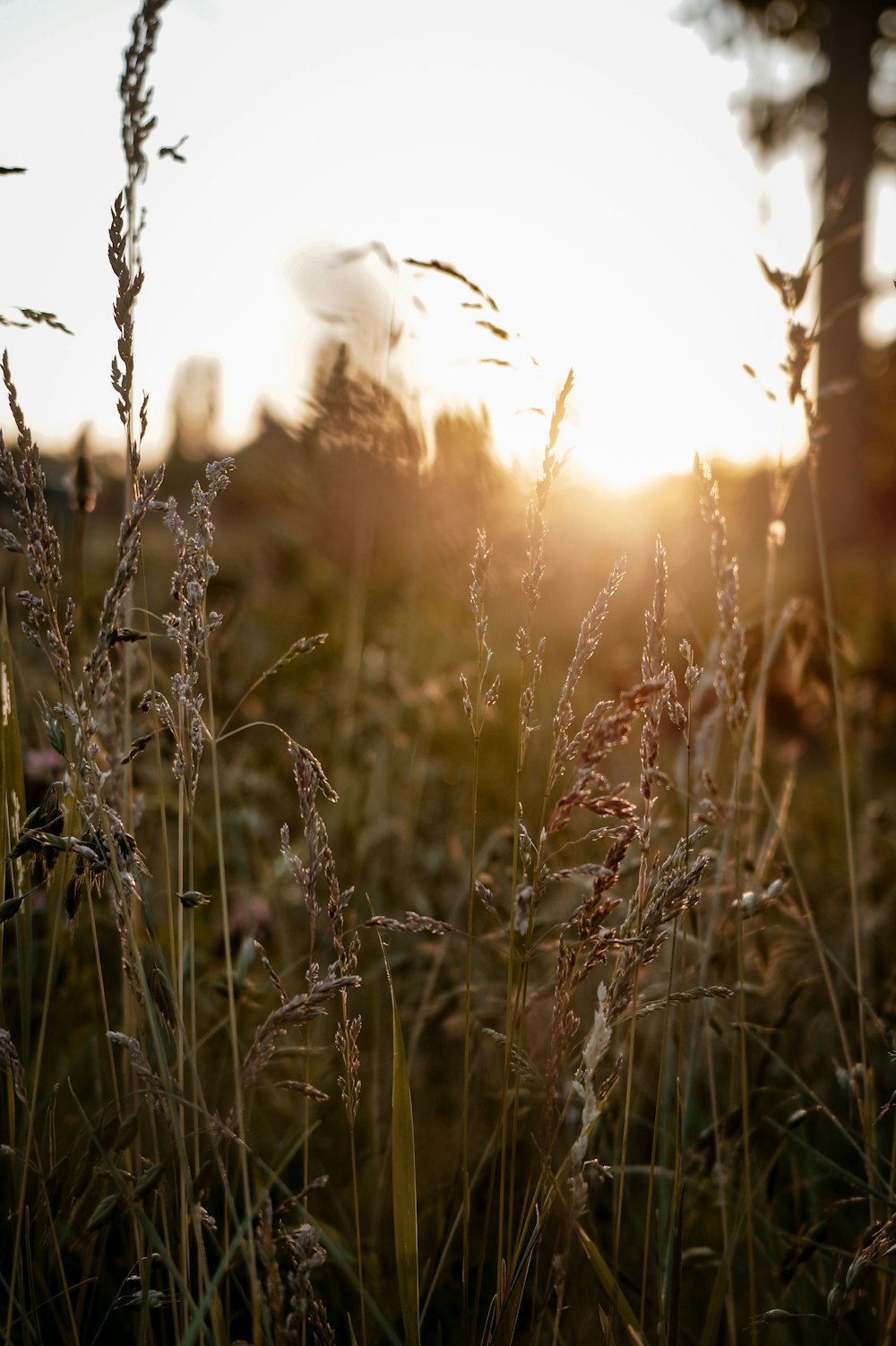 a field of grass with the sun setting in the background