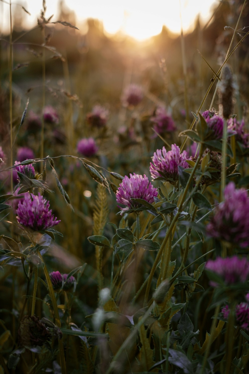 a field of purple flowers with the sun setting in the background