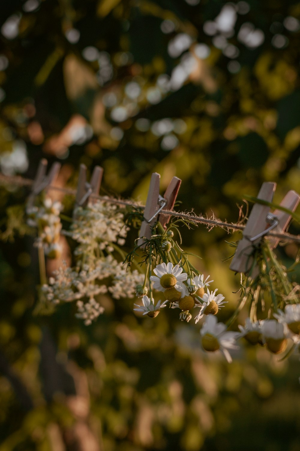a bunch of flowers hanging from a wire