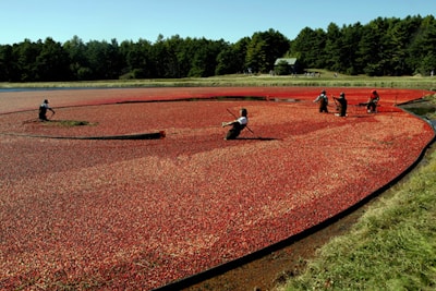 People are working in a cranberry bog, using tools to gather floating cranberries. The bog is covered with a dense layer of red cranberries, surrounded by green grass and trees in the background. The sky is clear and blue, suggesting a sunny day.