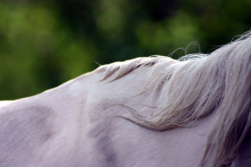 a close up of a white horse with trees in the background