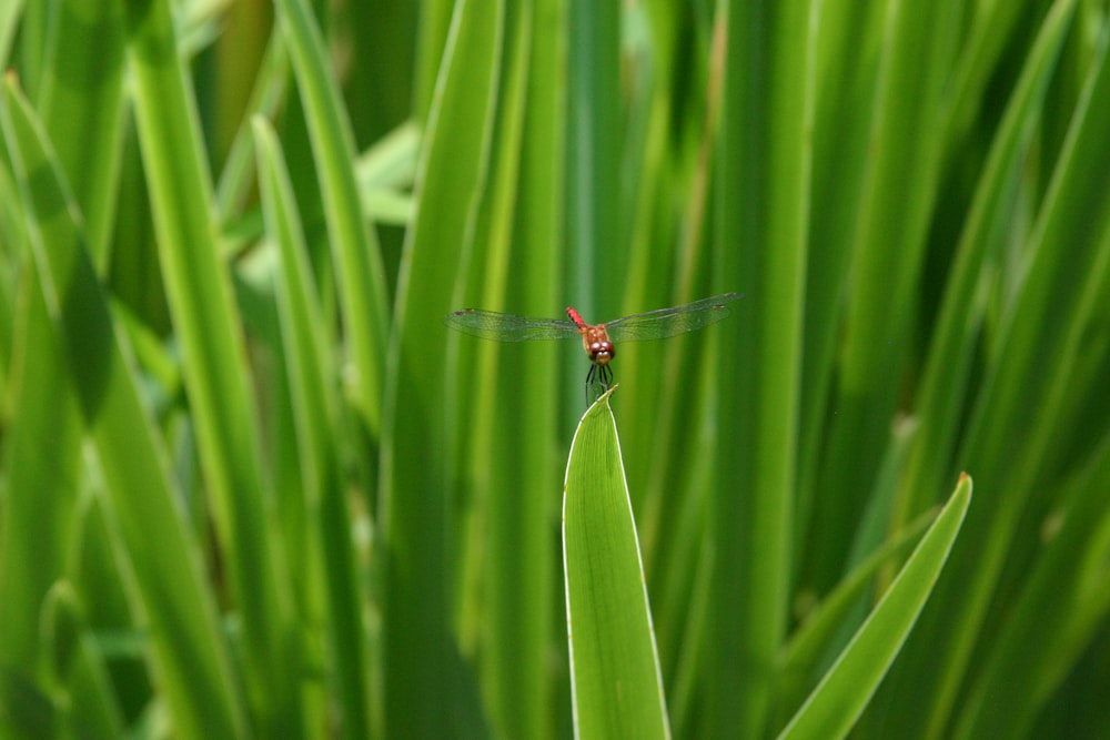 a red dragonfly sitting on top of a blade of grass