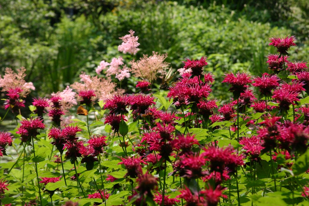 a bunch of flowers that are in the grass