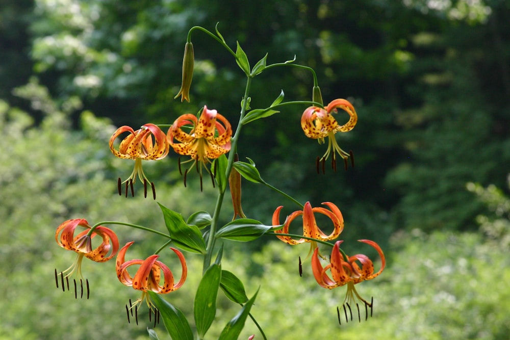 a group of orange flowers in front of a forest