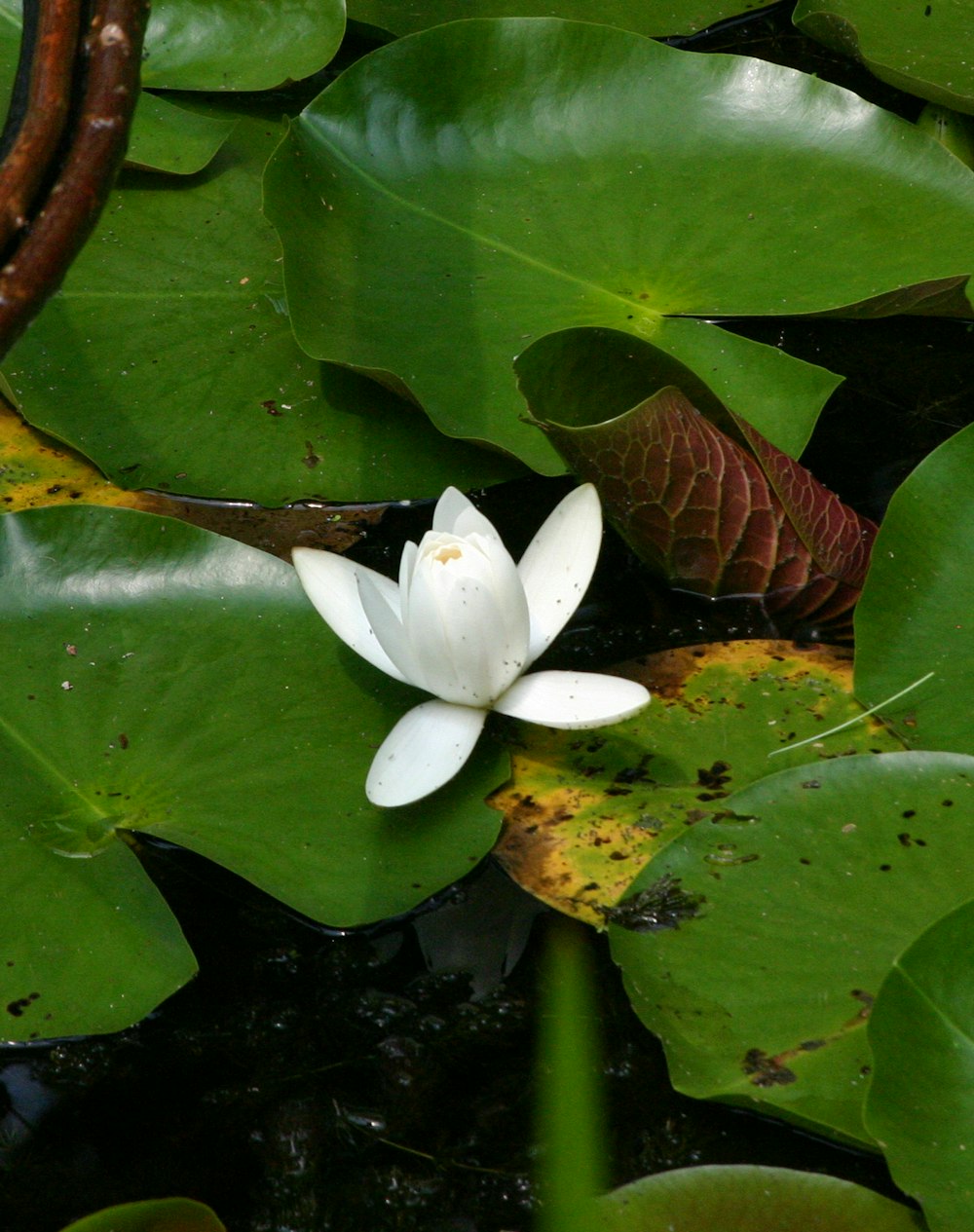a white flower is floating in a pond
